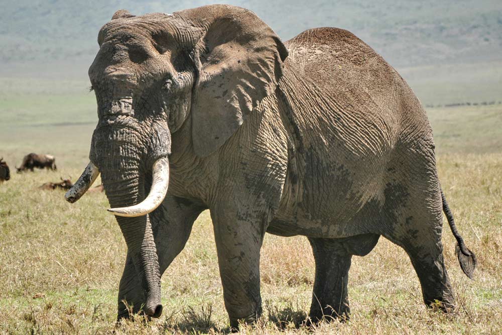 10 dagen Serengeti Trek en Zanzibar strand kampeer groepssafari