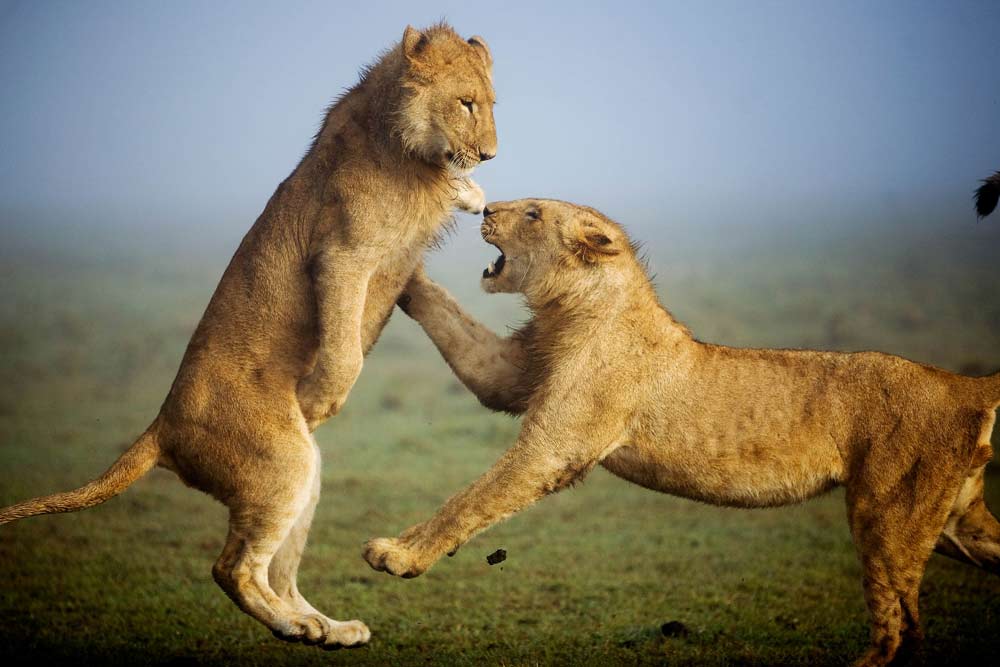 7 daagse Kenia Trails Lodge en Tented Camp prive safari reis