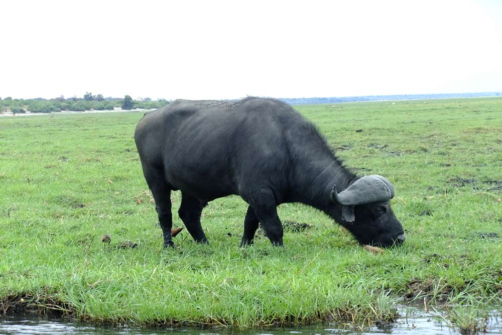 16 daagse Botswana Wildlife camping groepssafari