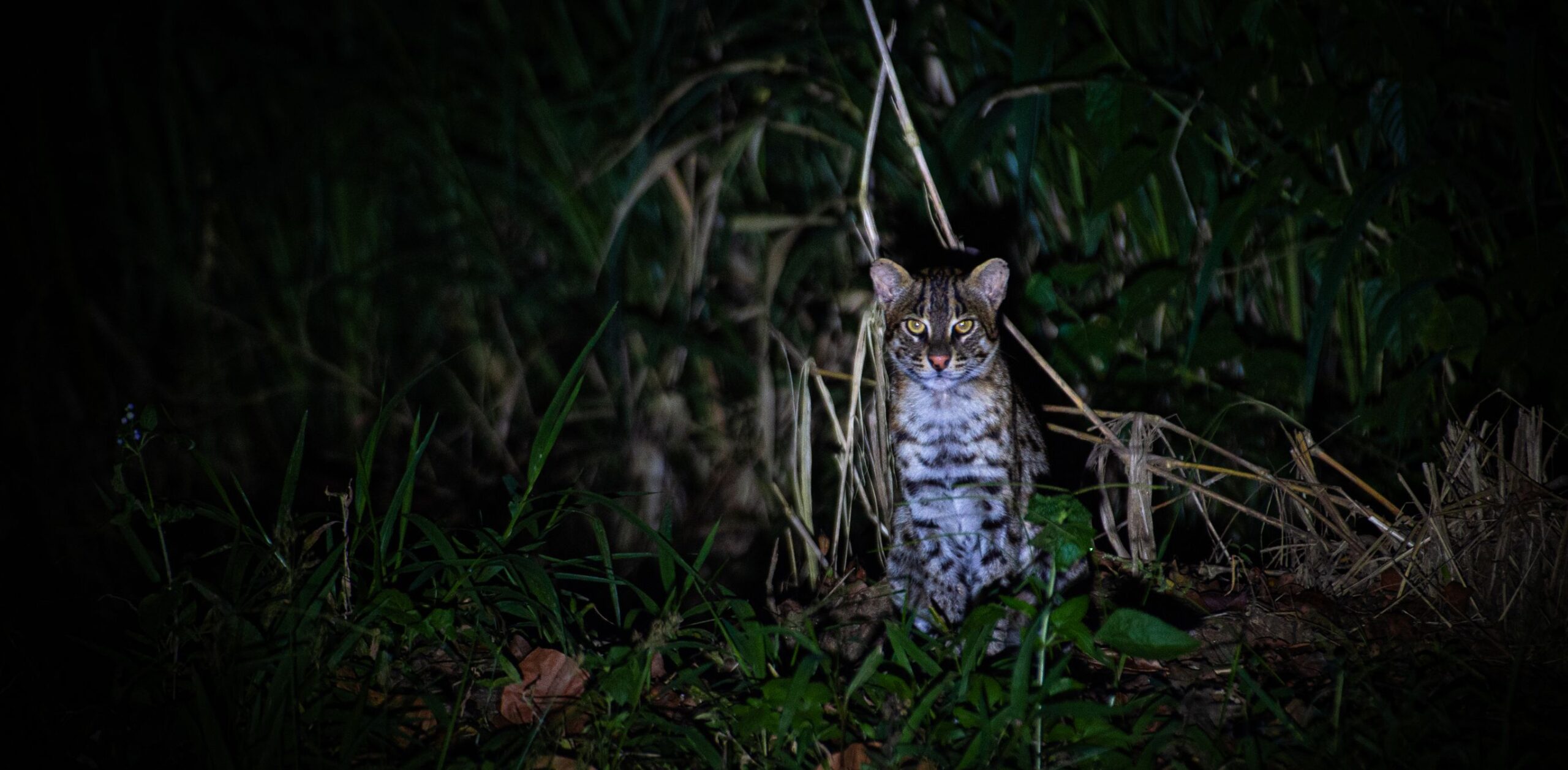 Actief en onbekend Ceylon