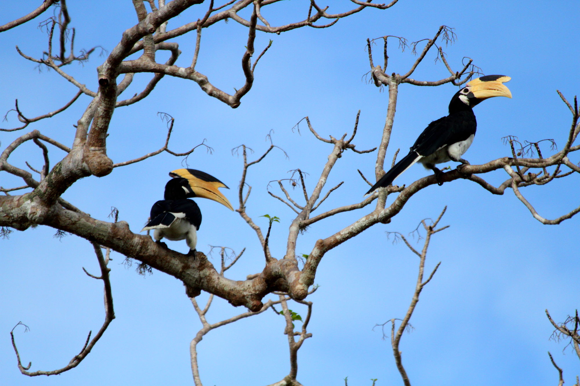 Hoogtepunten van Sri Lanka