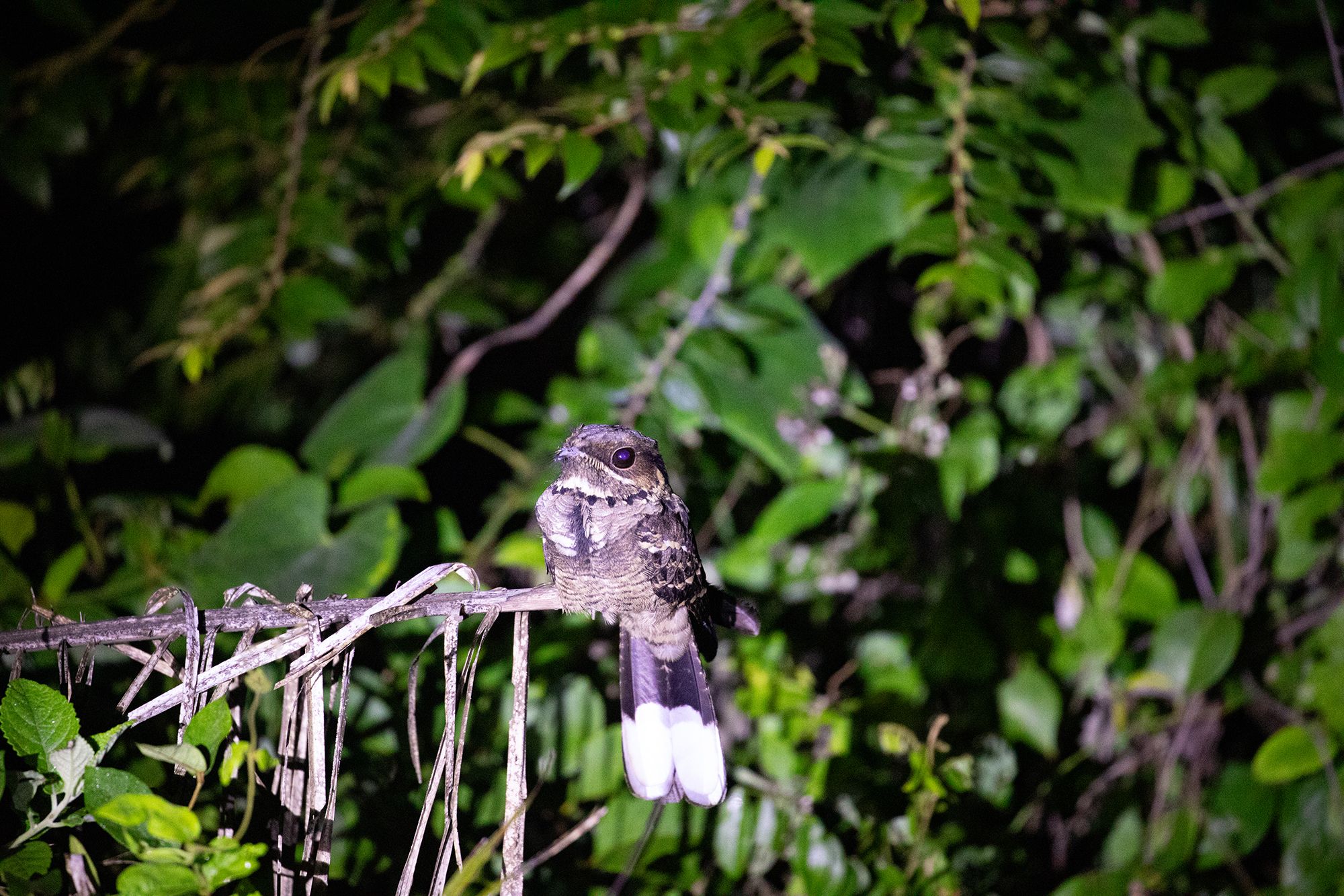 Actief en onbekend Ceylon