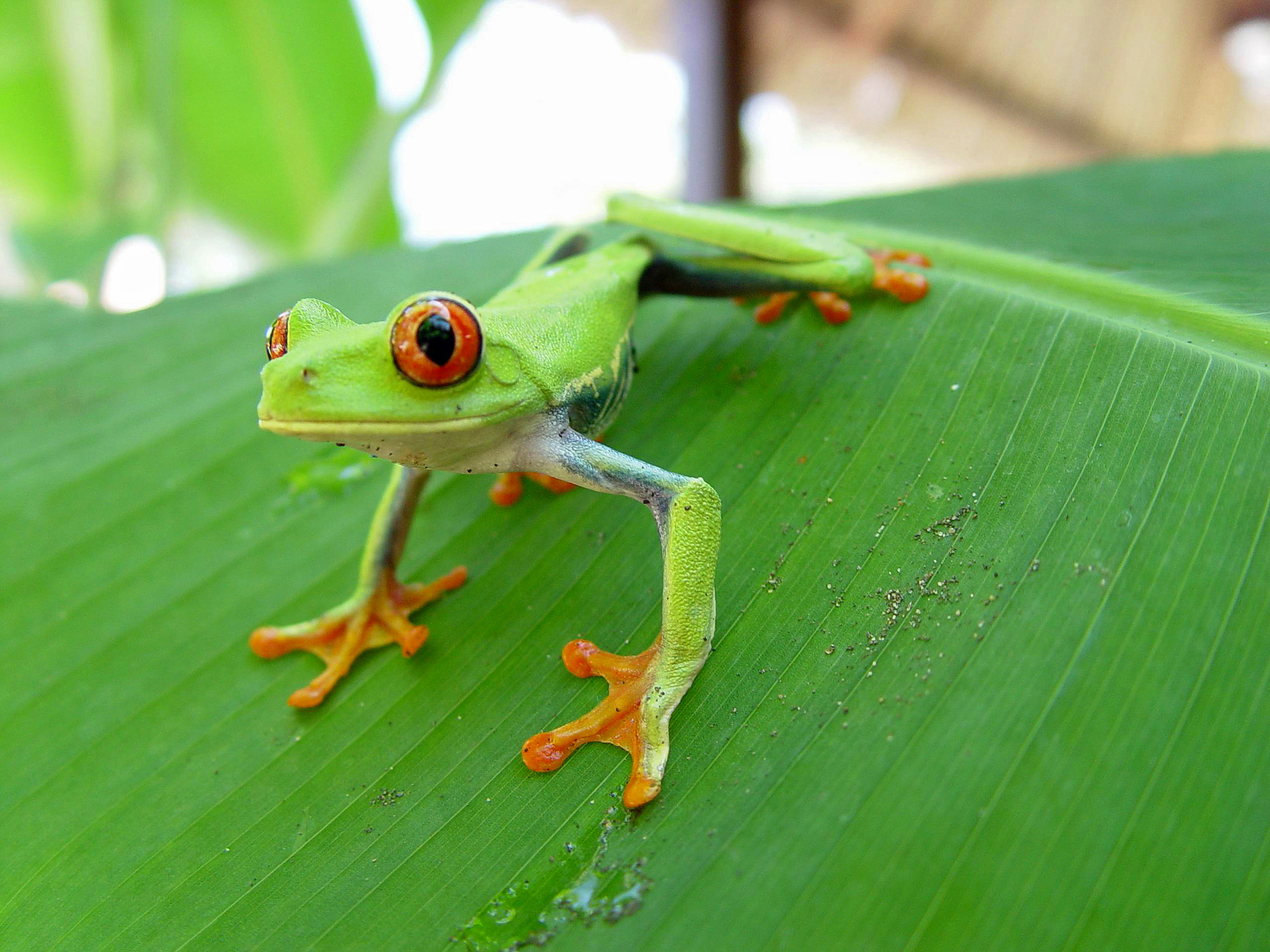 Costa Rica Adventure