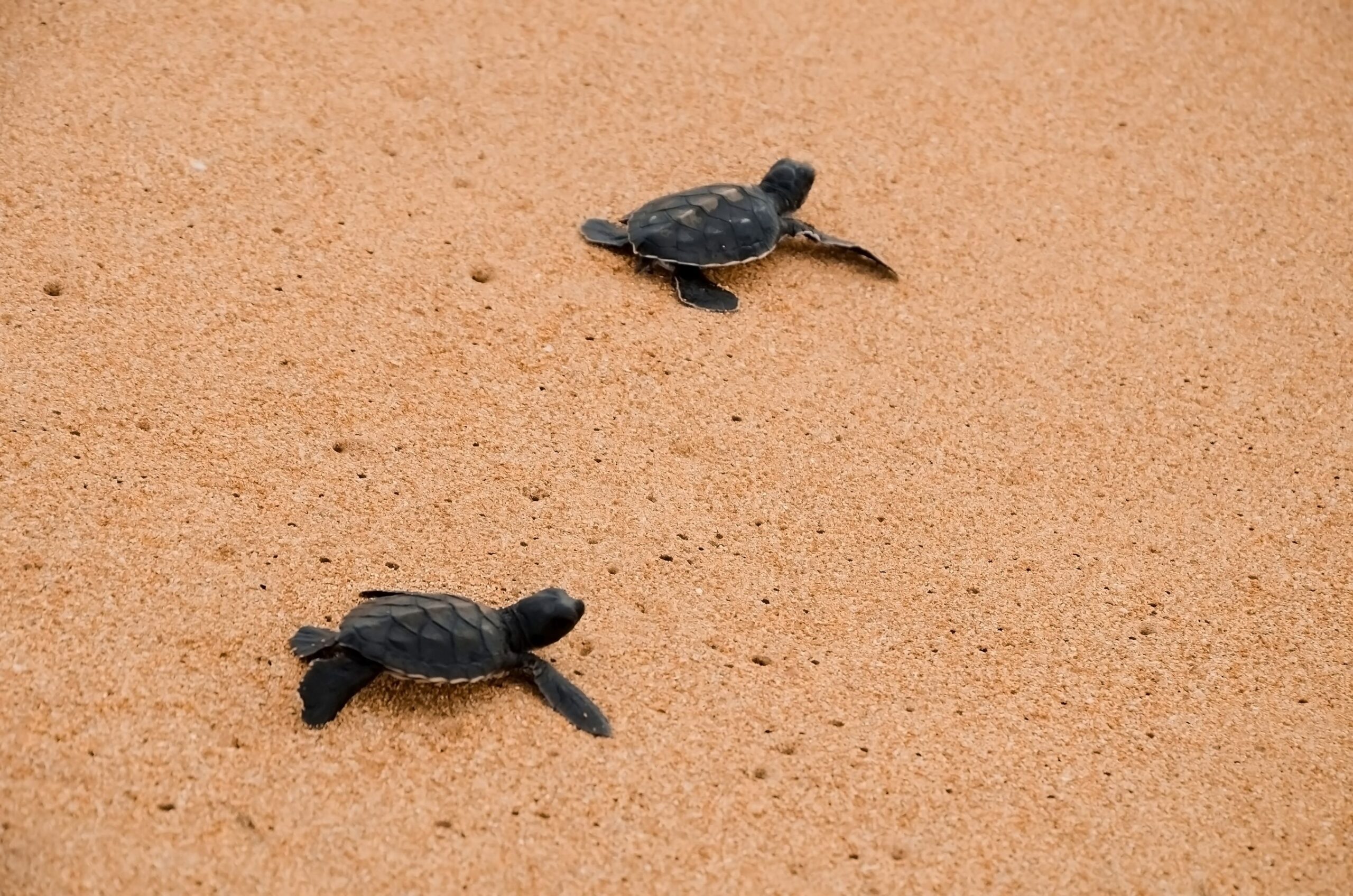 Familiereis Sri Lanka