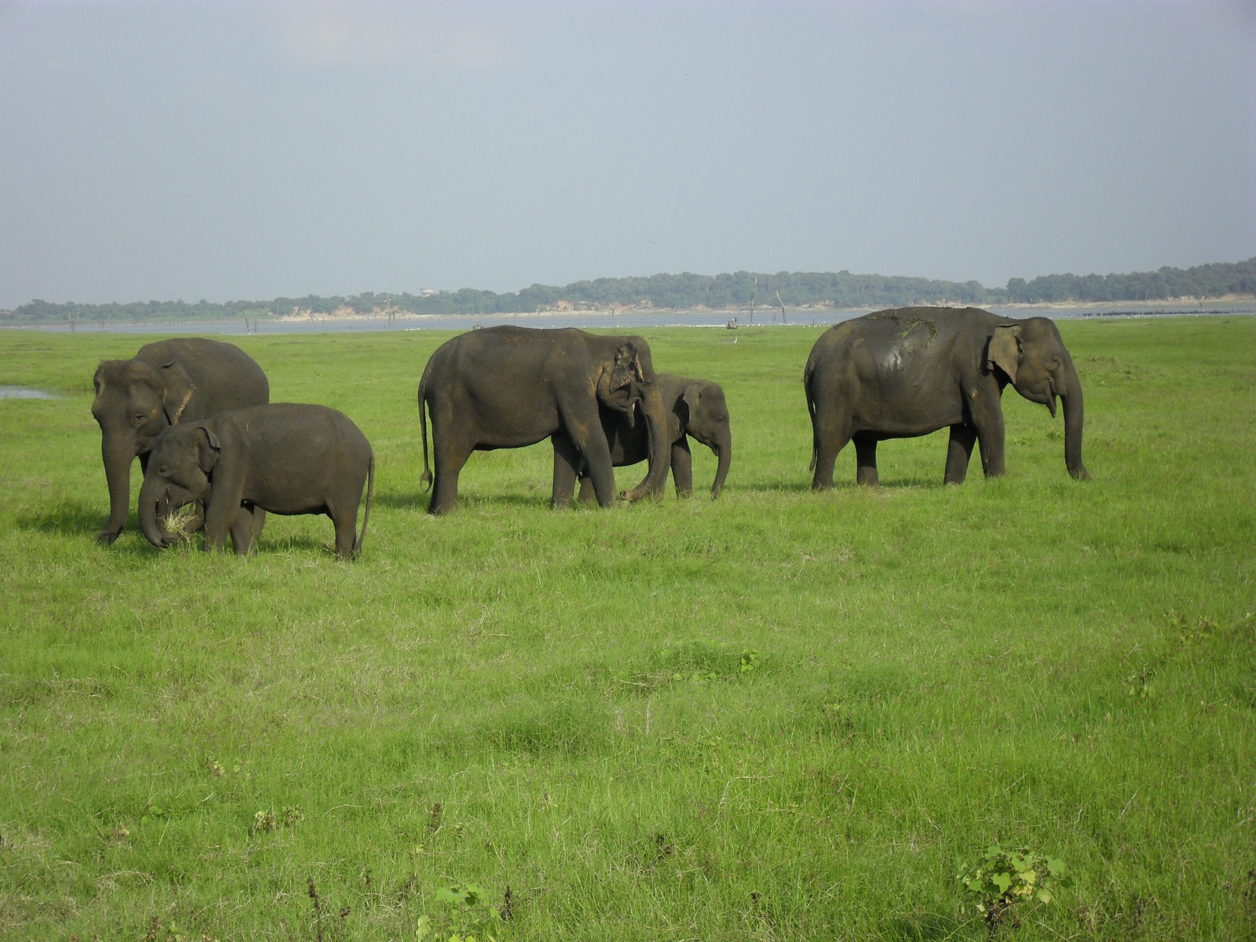 Hoogtepunten Sri Lanka met je gezin