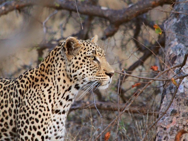 Compleet Zuid-Afrika in 4 weken
