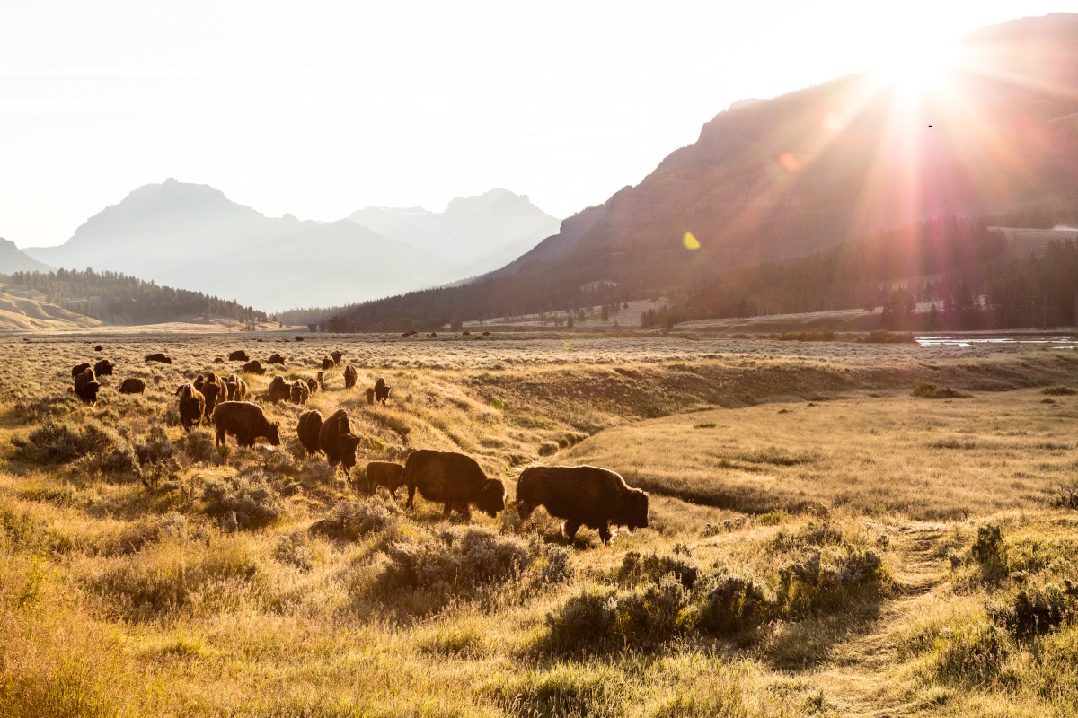 Dances with Wolves
