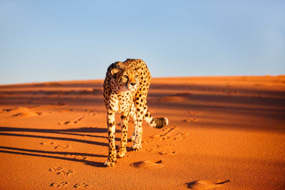 24 daagse Zuid-Afrika Namibië Botswana en Zimbabwe lodge groepssafari