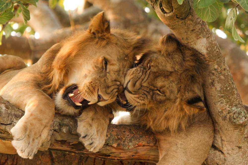 13 daagse Oeganda Wildlife Explorer lodge groepssafari