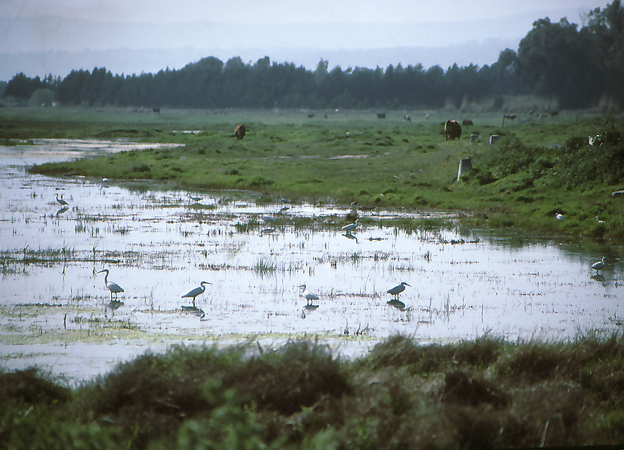8 daagse  Cyprus – vogelreis