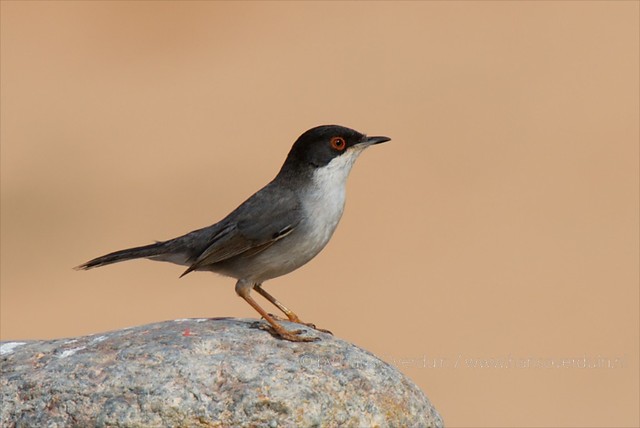 13 daagse  Marokko – Vogelreis