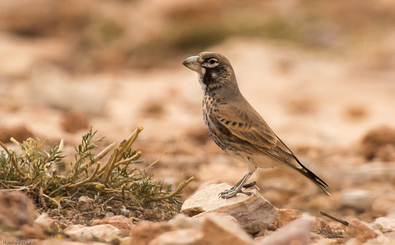 13 daagse  Marokko – Vogelreis