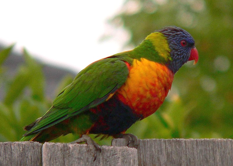 24 daagse  Australië – Australië Zuid