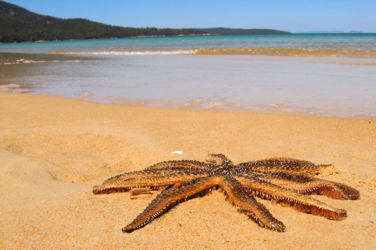 9 daagse  Australië – Tasmanië
