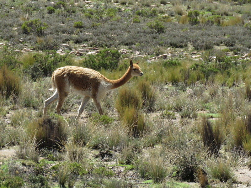 13 daagse  Peru – Zuid-Peru