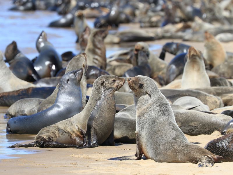 Namibië, Botswana & Zimbabwe: wild, wilder, wildst