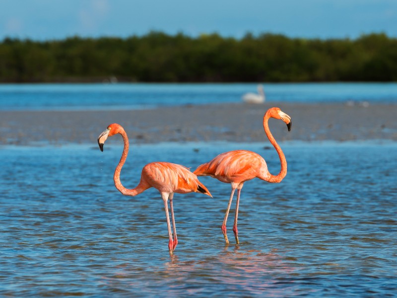 Ontdek Noord-Yucatan in 2 weken