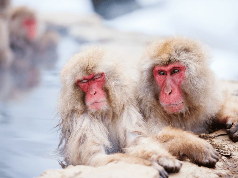 Japan in de winter: tempels, sneeuwapen en hete onsen