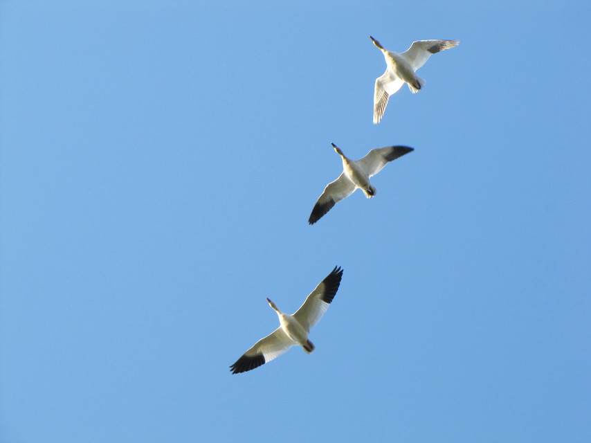 18 daagse  Canada – De noordelijke wildernis van Quebec