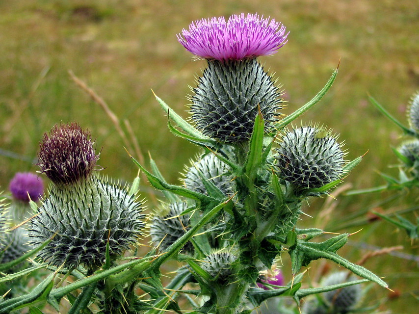 11 daagse  Groot-Brittannië – Buiten-Hebriden