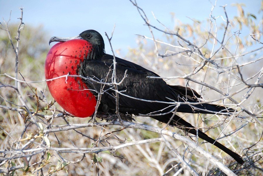 Familiereis Ecuador en Galapagos