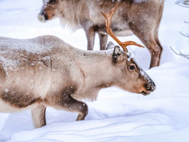 Lapland op Wielen – Vrijheid in de Finse sneeuw