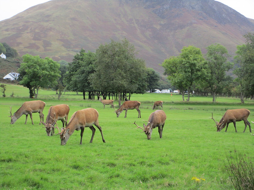 8 daagse  Groot-Brittannië – Schotland – Isle of Arran