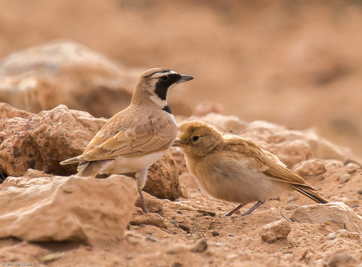 13 daagse  Marokko – Vogelreis