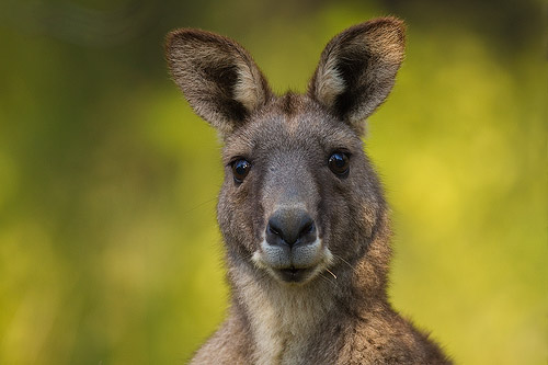 24 daagse  Australië – Australië Zuid