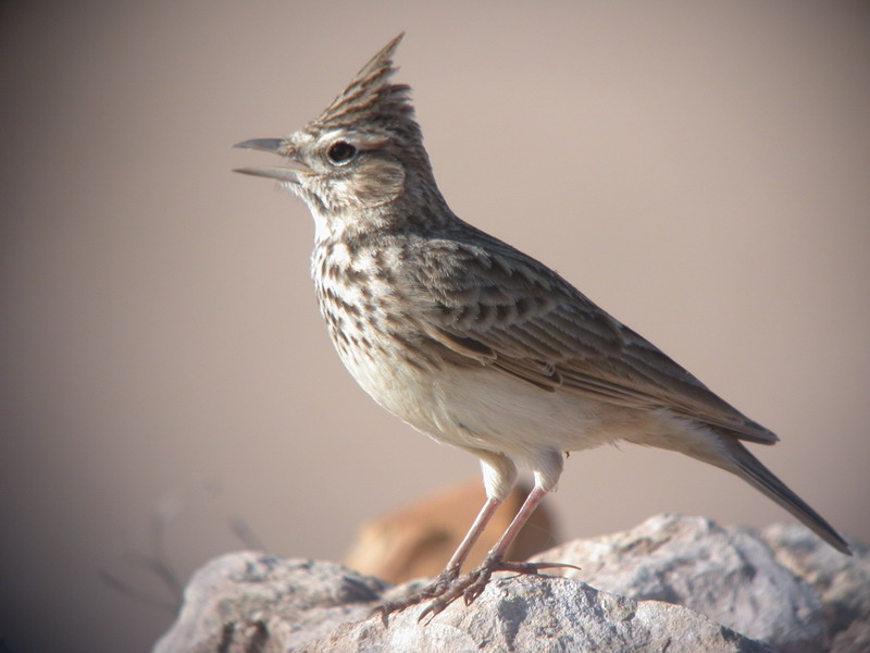 13 daagse  Marokko – Vogelreis