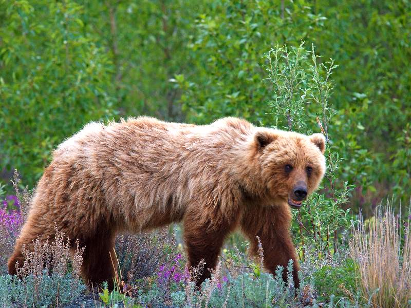 De hoogtepunten van Yukon & Alaska in 3 weken