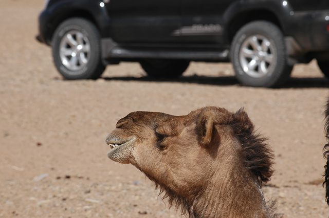 12 daagse  Marokko – Sahara rondreis