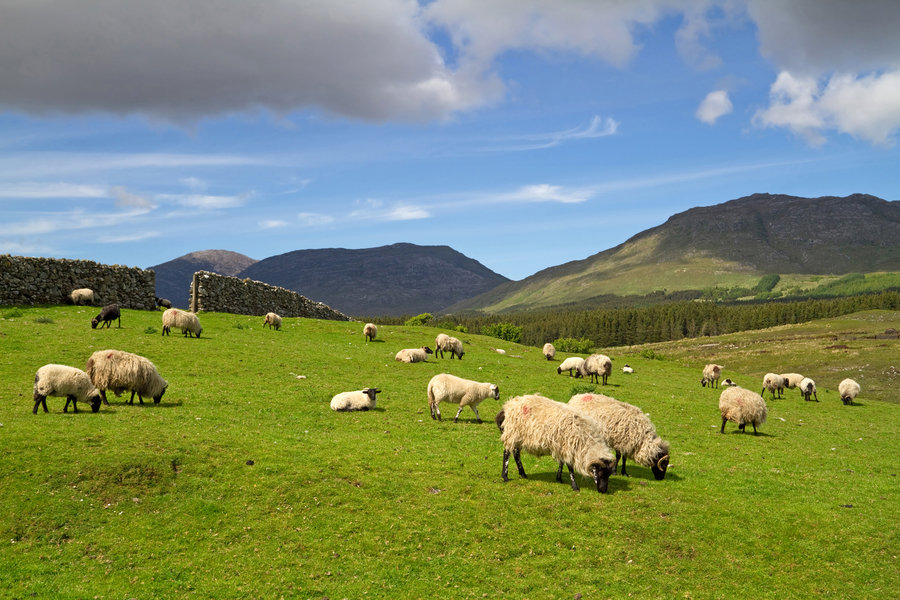 Groepsrondreis Noord-Ierland & Ierland