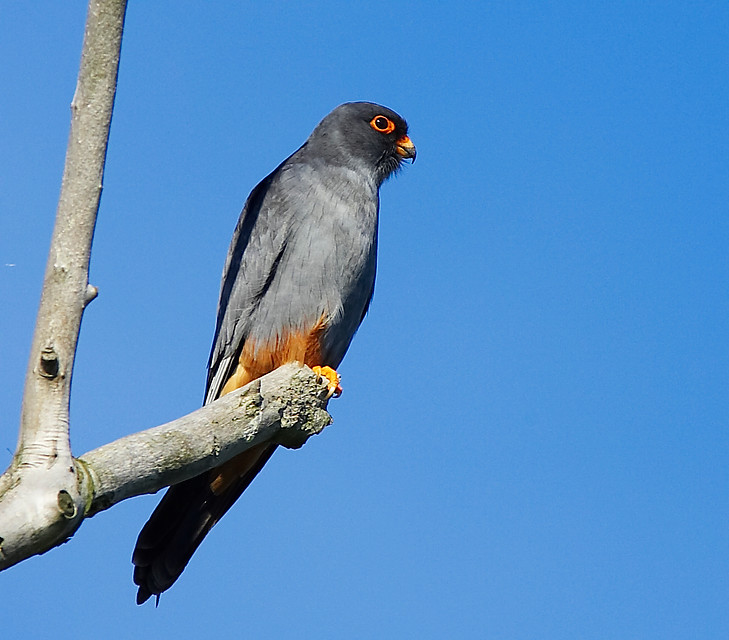 8 daagse  Cyprus – vogelreis