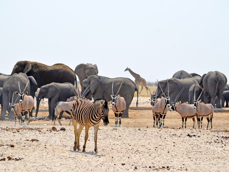 Namibië, Botswana & Zimbabwe: wild, wilder, wildst