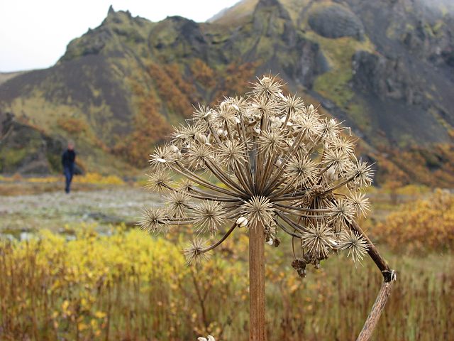 15 daagse  IJsland – Laugavegur & Myvatn