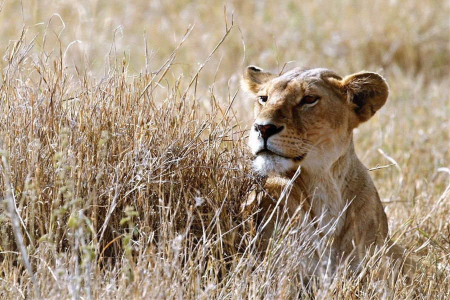 Familiereis Tanzania en Zanzibar