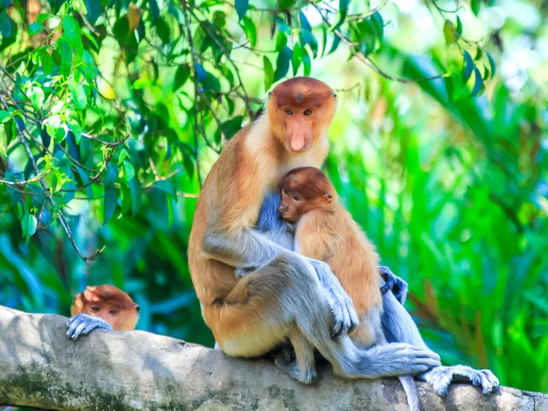 Borneo in 2 weken