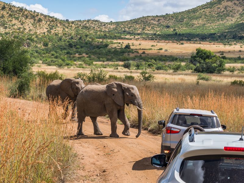 De walvis, de leeuw en het eiland