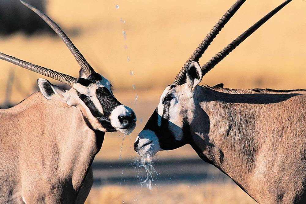 13 daagse Best of Namibia kampeer groepssafari