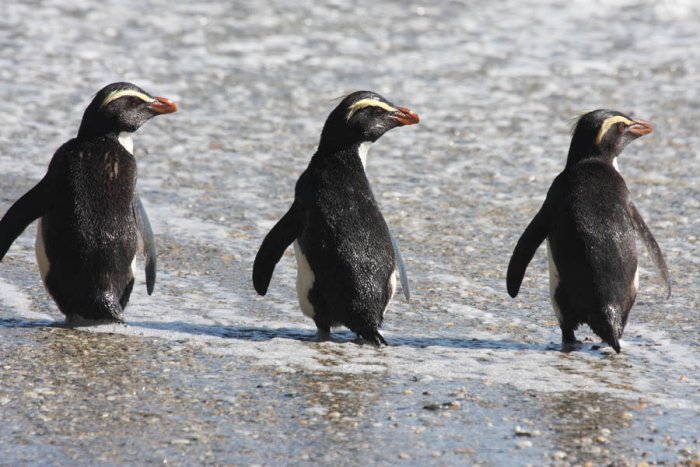 28 daagse  Nieuw-Zeeland – Zuidereiland