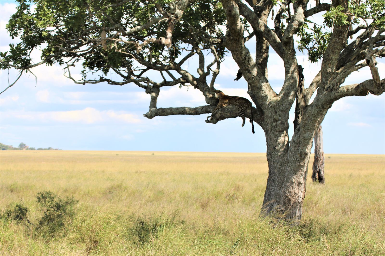 Oog in oog met wild Afrika