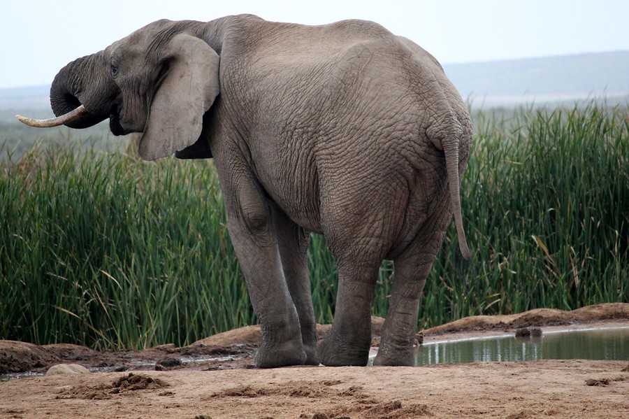 17 daagse  Zuid-Afrika – Westkaap en Oostkaap