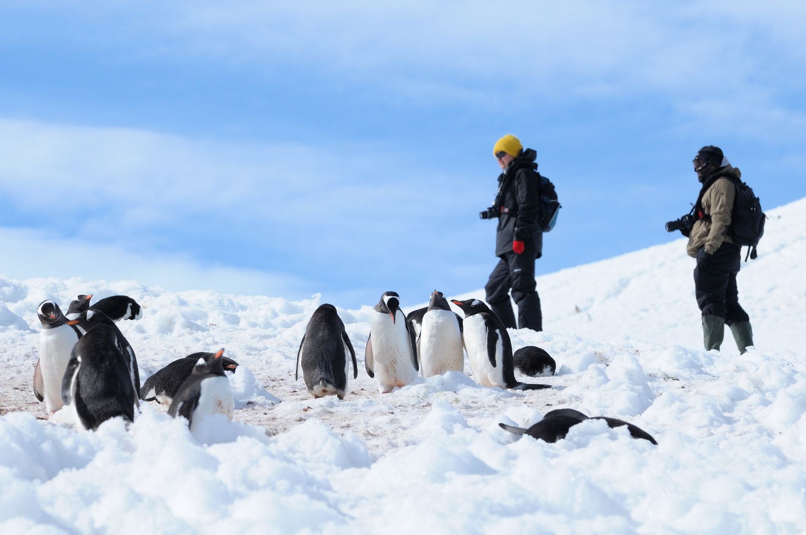 Antarctica, Zuid-Georgia en de Falklandeilanden met Oceanwide