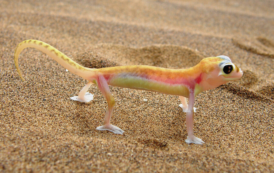 16 daagse  Namibië – Rondreis