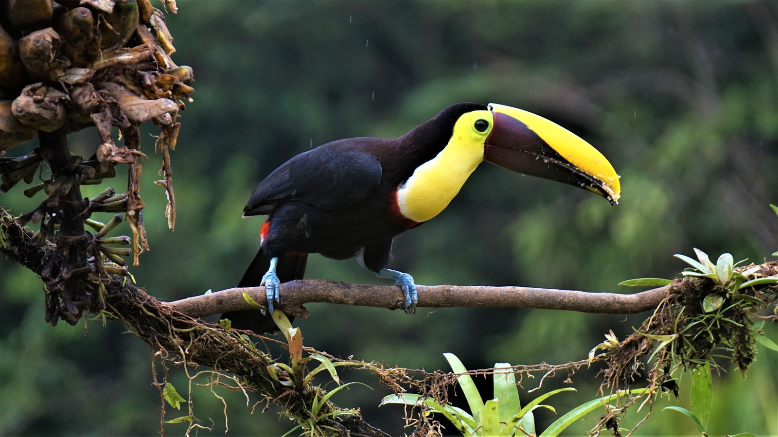 Costa Rica in een notendop