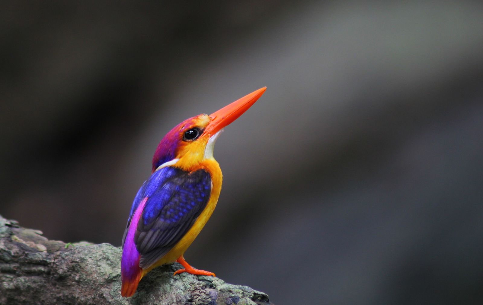 Tropische kusten en kleurrijke culturen