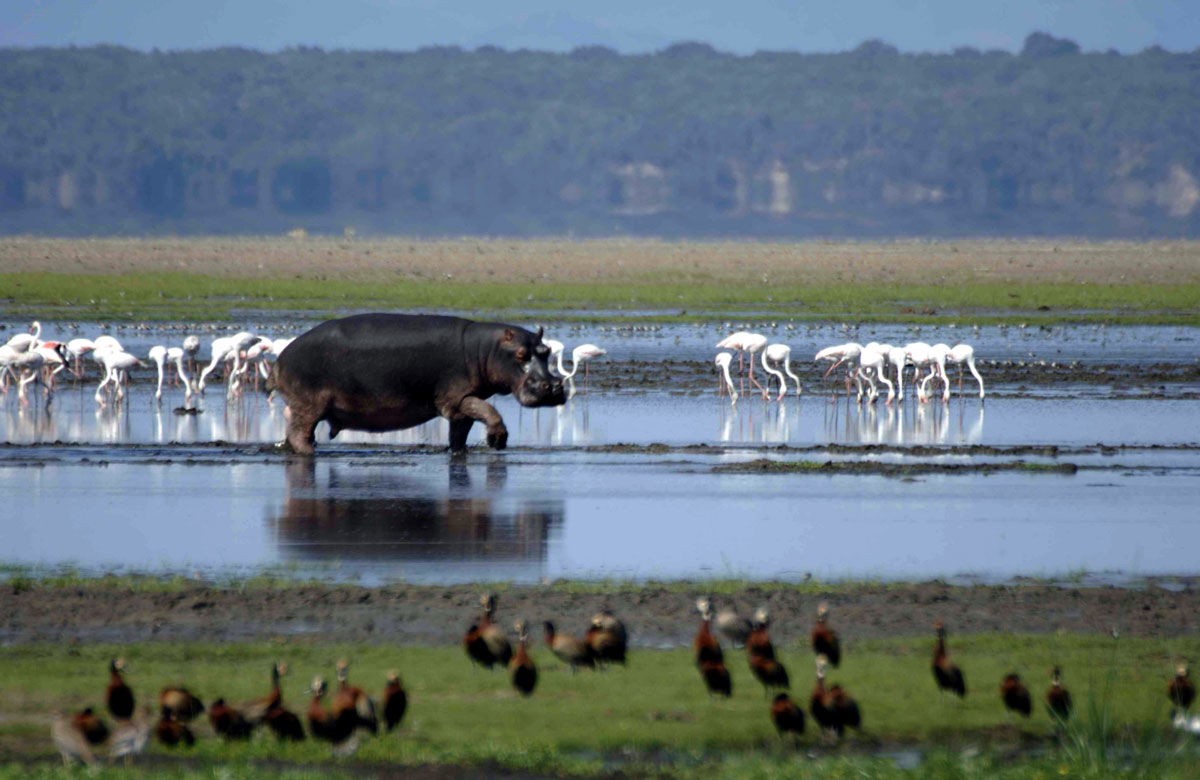Struisvogels, olifanten en dodo’s