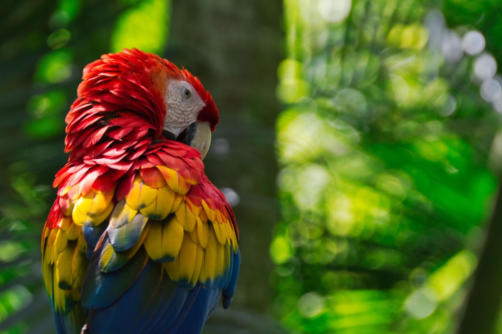 Wild Costa Rica