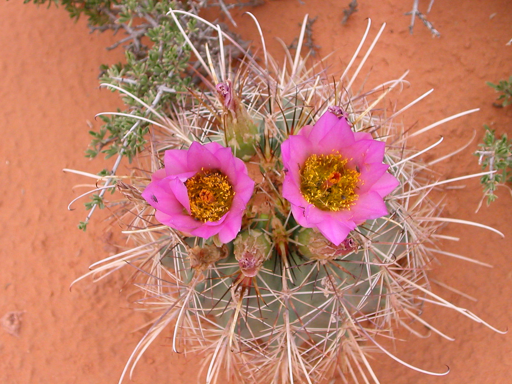 15 daagse  Verenigde Staten – Utah